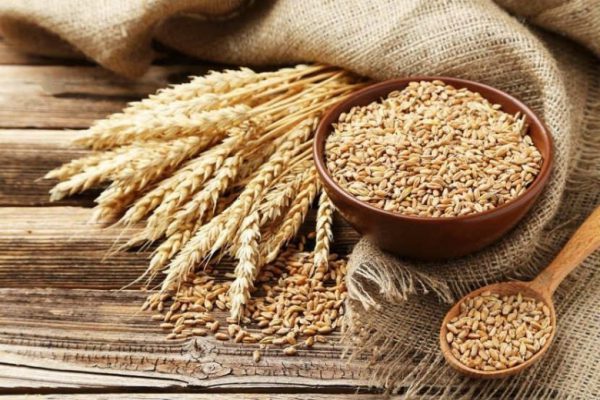lúa mạch thực phẩm có chỉ số orp chống oxy hóa cao