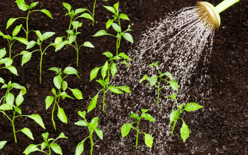 Tận dụng nước thải để tưới cây