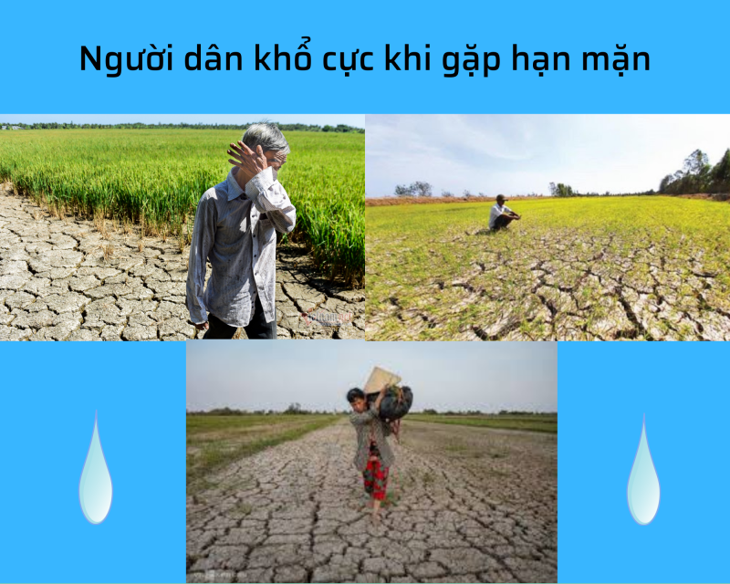 Ảnh hưởng nước nhiễm mặn đến sản xuất nông nghiệp